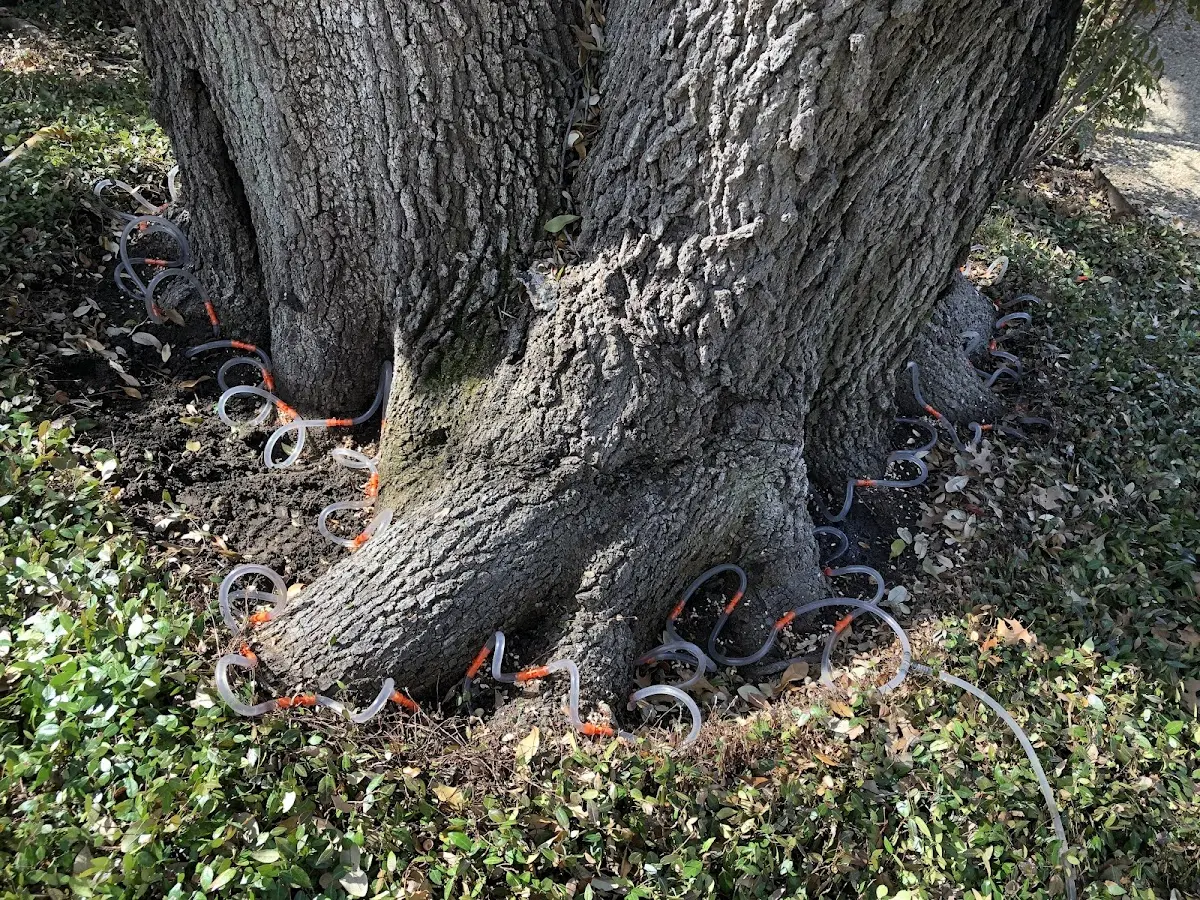 Detailed Tree Cabling and Bracing job site in Yantic