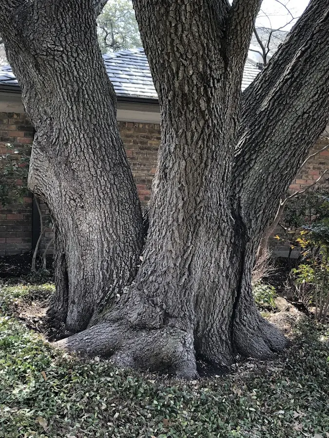 Mature heritage tree close to a Yantic property cared for by certified arborists